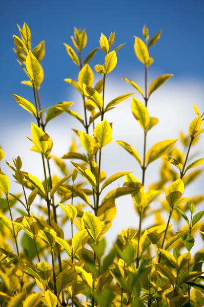Colorful plant — Stock Photo, Image