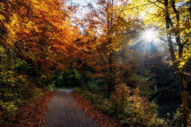 Sonbahar ormanlarında asfalt yol, sarı yapraklı renkli ağaçlar. Ağaçtaki yaprakların arasından gün ışığı