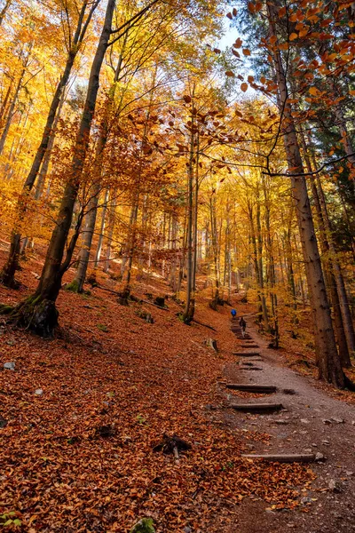 カラフルな木々の秋の森を歩く観光客 カトコフスカ渓谷 スロバキアの山道 — ストック写真