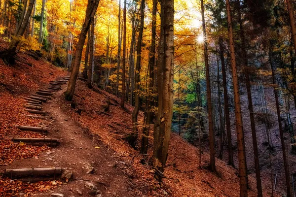Bergpad Het Herfstbos Met Gele Bladeren Aan Bomen Cutkovska Vallei — Stockfoto