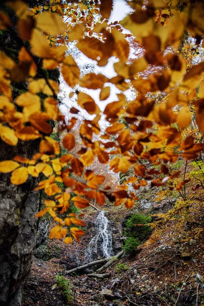 Cascade Dans Forêt Automne Avec Des Feuilles Colorées Sur Les — Photo