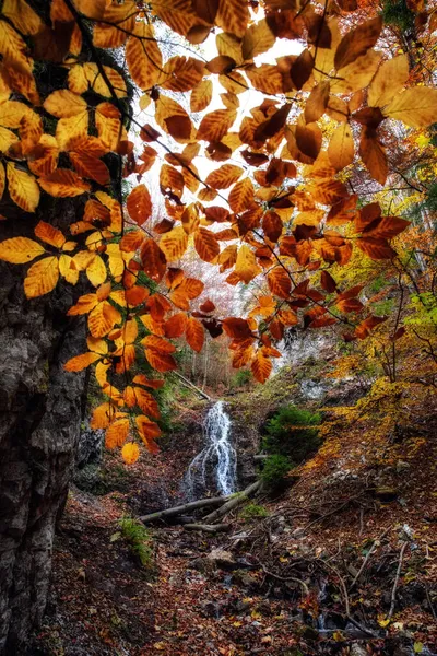 Cascade Dans Forêt Automne Avec Des Feuilles Colorées Sur Les — Photo