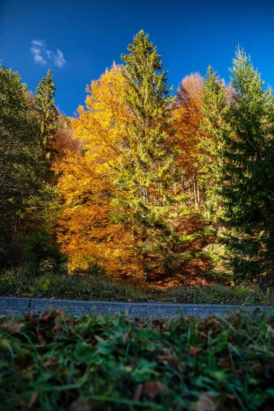秋天森林里的黄色五彩缤纷的落叶树和绿色针叶树 — 图库照片