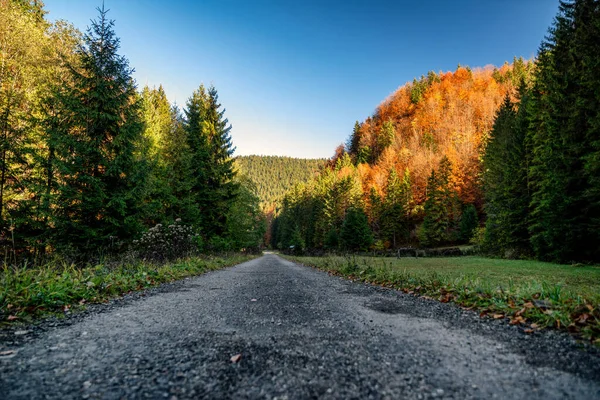 Пустая Асфальтовая Дорога Осеннем Лесу Долине Кутковская Словакия — стоковое фото