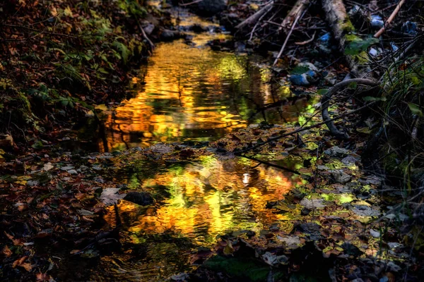Reflection Colorful Leaves Water Forest — Stock Photo, Image
