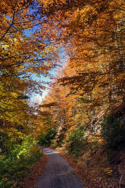 秋天森林里的柏油路 绿叶斑斓 绿树成荫 阳光穿过树上的树叶 — 图库照片