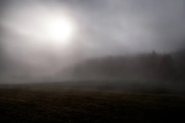 モミの森と霧の暗い風景 針葉樹林木 — ストック写真