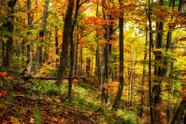 色鮮やかな木々 と美しい秋の森 — ストック写真