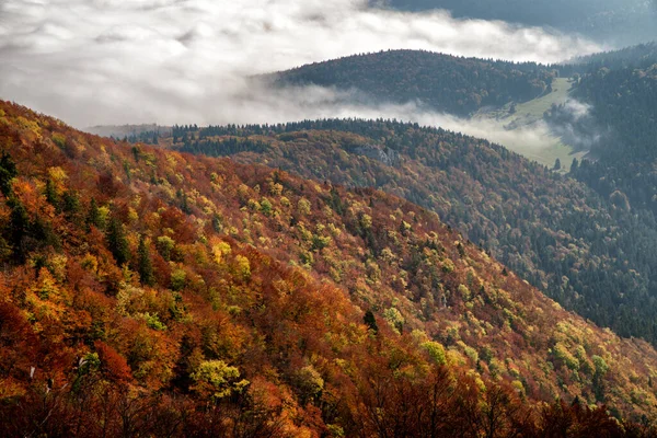 Arbres Feuillus Colorés Forêt Automne Inversion Montagne — Photo