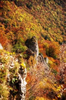 Sonbahar ormanında renkli yapraklı ağaçlar.