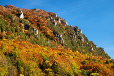 Ormanda renkli ağaçlar. Sonbahar manzarası. Hill Yudum, Slovakya