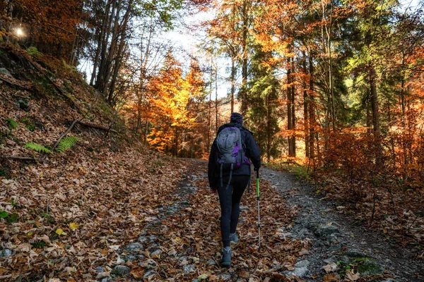 Caminhadas Menina Caminhando Caminho Floresta Outono Colorido Vale Cutkovska Eslováquia — Fotografia de Stock