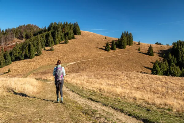 Chica Excursionista Caminando Prado Otoño Árboles Coníferas Fondo Gran Montañismo — Foto de Stock