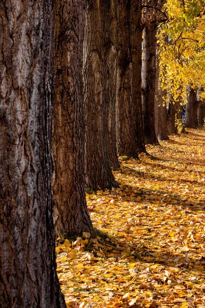 Foglie Gialle Terra Nel Parco Alberi Fila — Foto Stock