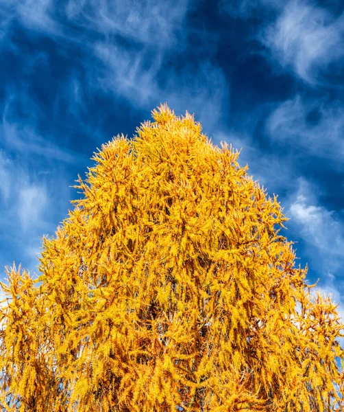 Żółte Igły Drzewie Iglastym Jesiennym Lesie Błękitne Niebo Chmurami Tle — Zdjęcie stockowe