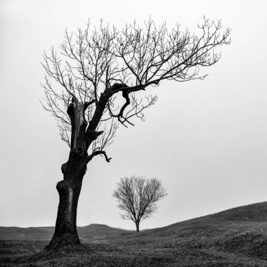 Yapraksız ağaç ve sisli karanlık ülke. Siyah-beyaz, siyah-beyaz fotoğraf..