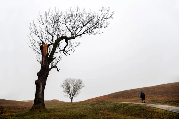 孤独な人霧の国のチラシの木の近くを歩く 霧のような秋の天気 — ストック写真