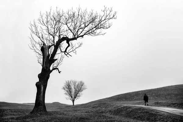 Einsamer Mensch Der Der Nähe Von Blattlosen Bäumen Nebligem Land — Stockfoto