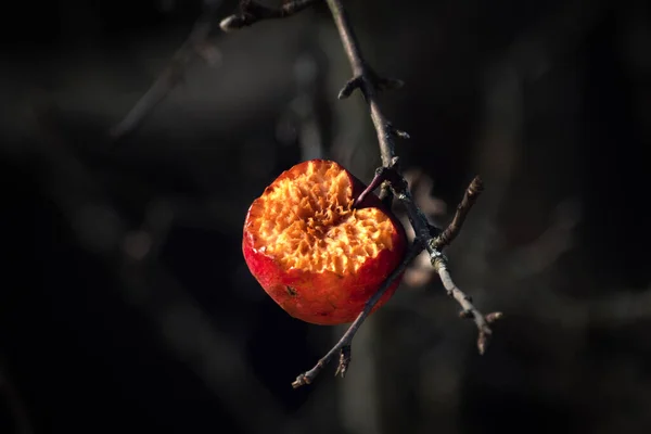 Une Pomme Rouge Pourrie Sur Arbre Sur Fond Sombre Photographie — Photo