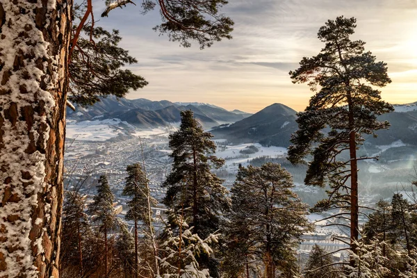 Snowy Conifer Trees Forest View Hill Cebrat Great Fatra Mountains — Fotografia de Stock