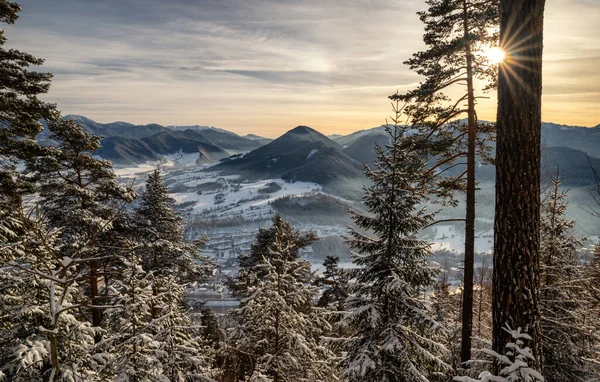 Sunrays Sun Snowy Conifer Trees Forest View Hill Cebrat Great — Fotografia de Stock