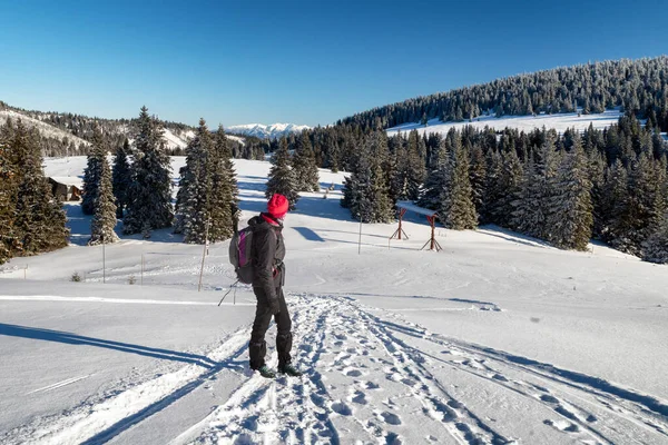 Kvinna Vandrare Promenader Snö Vintern Land Stora Fatra Bergen Slovakien — Stockfoto