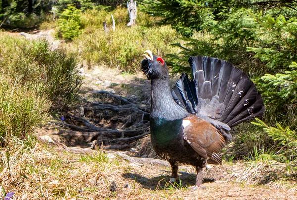 Male Western Capercaillie Protecting His Territory Forest Breeding Season Slovakia — Stock Photo, Image