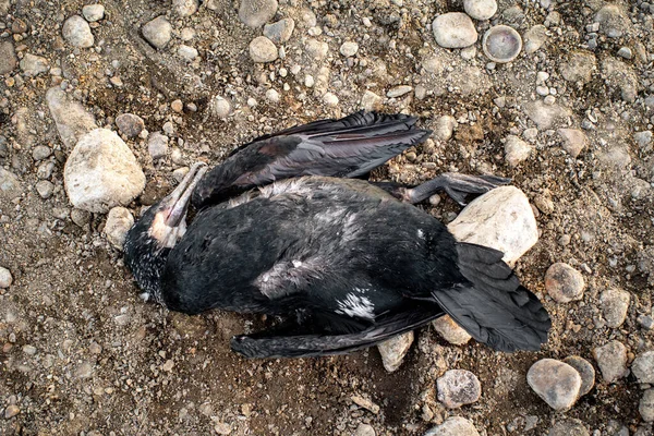 死了的鸟海滩上的大秃鹰 — 图库照片