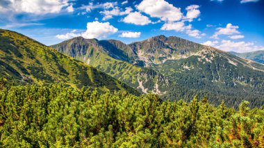 Mountain pine and hill Chopok in Low Tatras mountains at background. Slovakia landscape