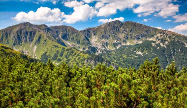 Arka planda alçak Tatras dağlarındaki dağ çamı ve Chopok tepesi. Slovakya manzarası