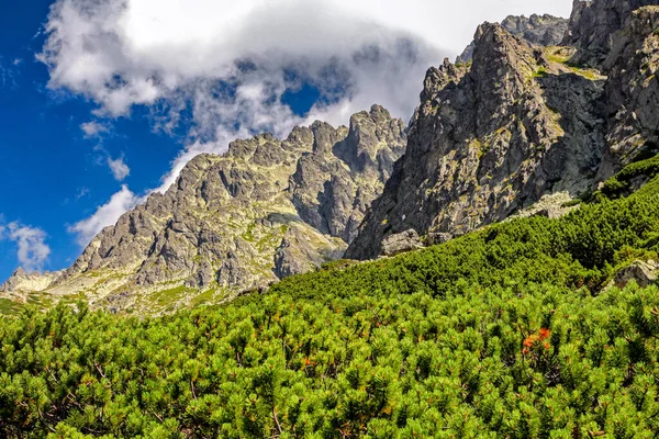 Mountain Pine Peaks Background Small Cold Valley High Tatras Mountains — Stock fotografie