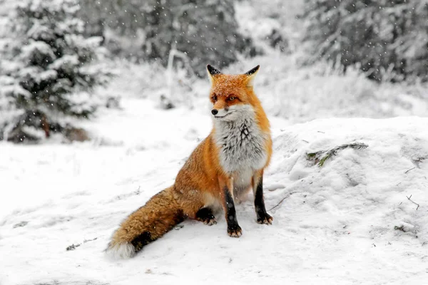 Red Fox Snowy Winter Forest High Tatras Mountains Slovakia — Foto de Stock