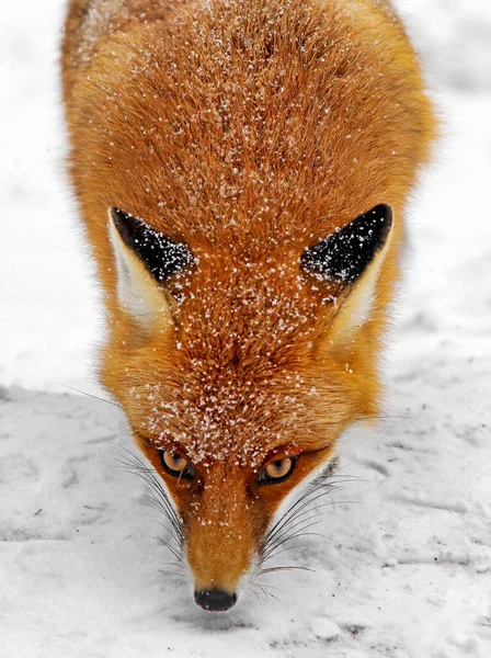 Renard Roux Dans Forêt Enneigée Hiver High Tatras Montagnes Slovaquie — Photo