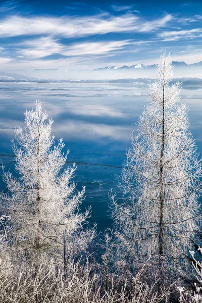 Мороз Дереве Замерзшее Озеро Липтовская Мара Покрытое Льдом Низкие Татры — стоковое фото