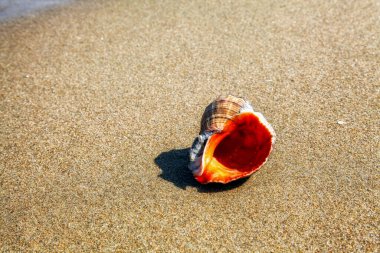 Denizin kumlu sahilinde büyük bir deniz manzarası.