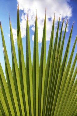 Palmiye yaprağı ve mavi gökyüzü. Tropik tatil beldesi kavramı