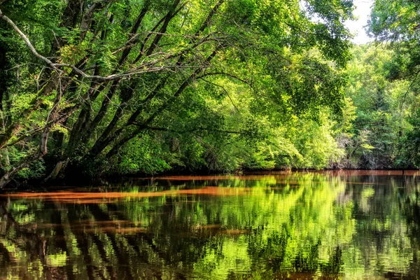 Reflektion Träd Vattenytan Floden Ropotamo Bulgarien — Stockfoto