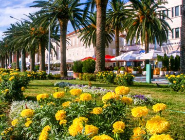 TIKAT, MONTENEGRO - 11 Ağustos 2010: Tivat 'taki tatil beldesinde palmiye ağaçları ve çiçek açan şehir