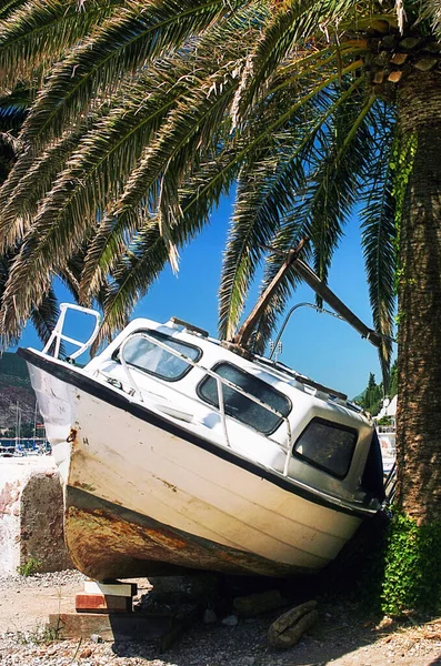 Old Boat Shore Palm Tree —  Fotos de Stock