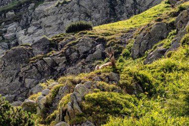 Tatra güveci Slovakya 'nın batı Tatras' ında.