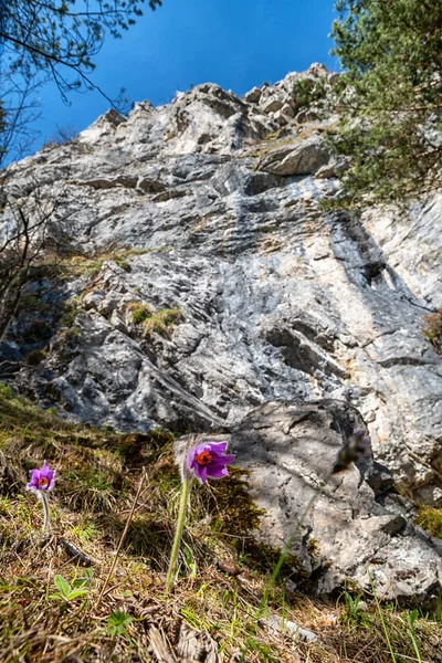 Violet Mountain Flower Blooming Rock Cerenova Skala Slovakia — Fotografia de Stock