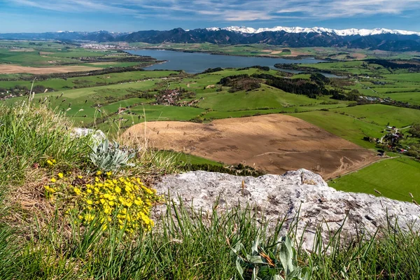 Fiori Montagna Gialli Cima Alla Collina Vista Dalla Roccia Chiamata — Foto Stock