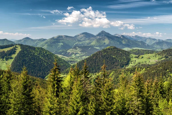 Conifer Forest High Hills Background Hill Rozsutec Slovakia — стоковое фото