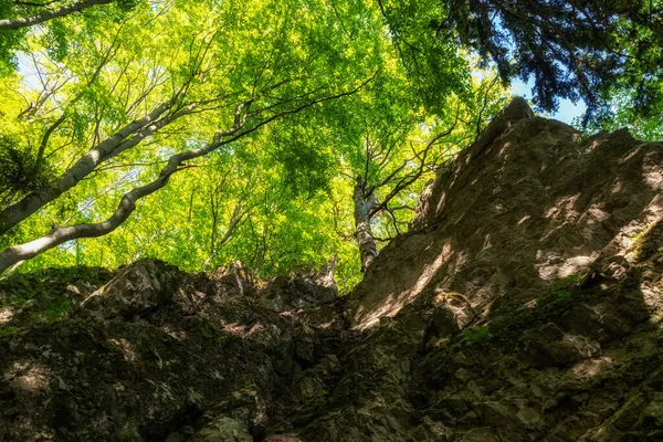 Лиственные Деревья Зелеными Листьями Скале Лесу — стоковое фото