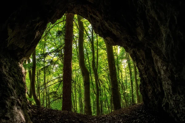 Лиственные Деревья Зелеными Листьями Небольшой Пещере — стоковое фото