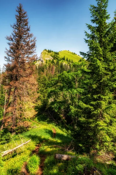 Slovakya Cumhuriyeti 'nin Low Tatras dağlarındaki Sina tepesine doğru yürüyüş yolu..