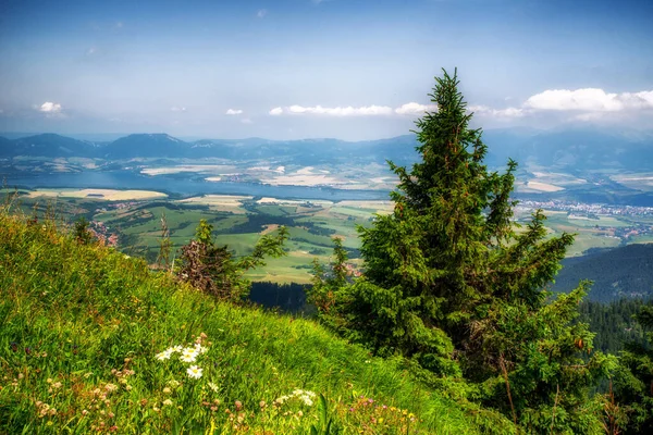 Summer Mountain Meadow Hillside Hill Low Tatras Mountains Slovakia — Stock Photo, Image