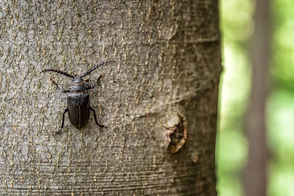 Big Black Beetle Trunk Tree Close View — Foto de Stock