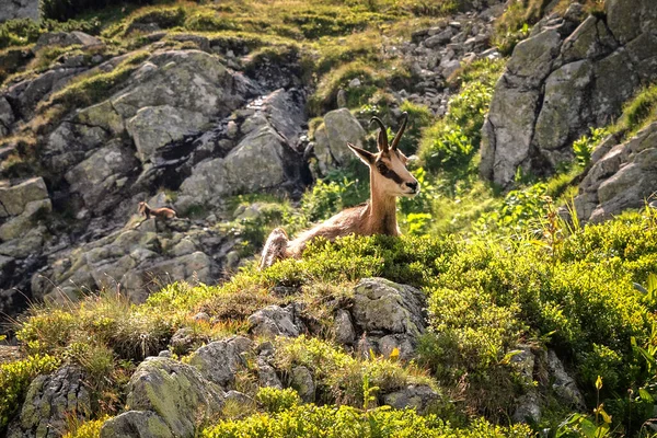 Tatra Chamois Western Tatras Slovakia — Photo