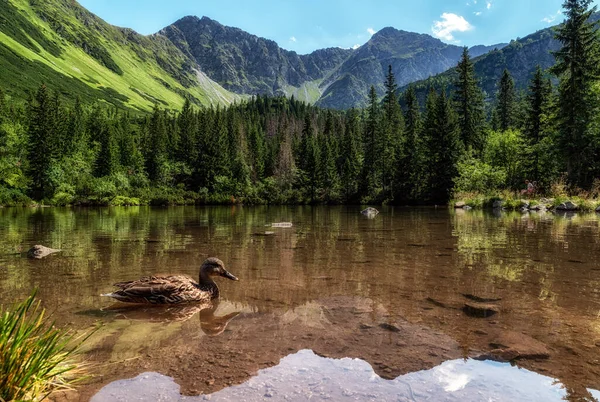 Odraz Vrcholků Vodní Hladině Jezero Tatliakovo Jazero Letní Horské Krajině — Stock fotografie